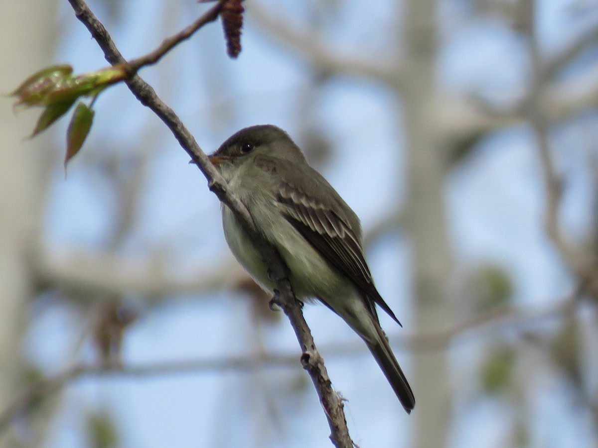 Eastern Wood-Pewee - ML342495751