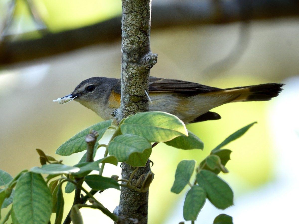 Rotschwanz-Waldsänger - ML342496101