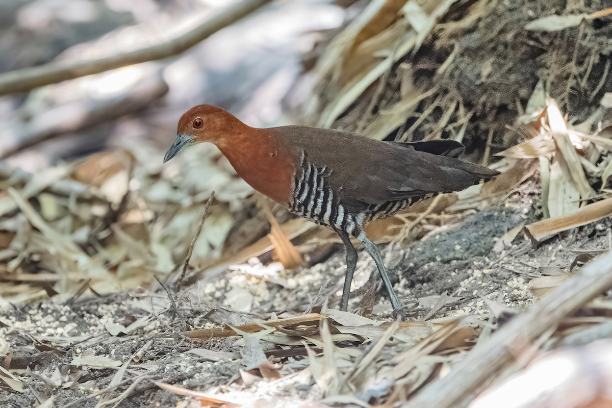 Slaty-legged Crake - ML342496551