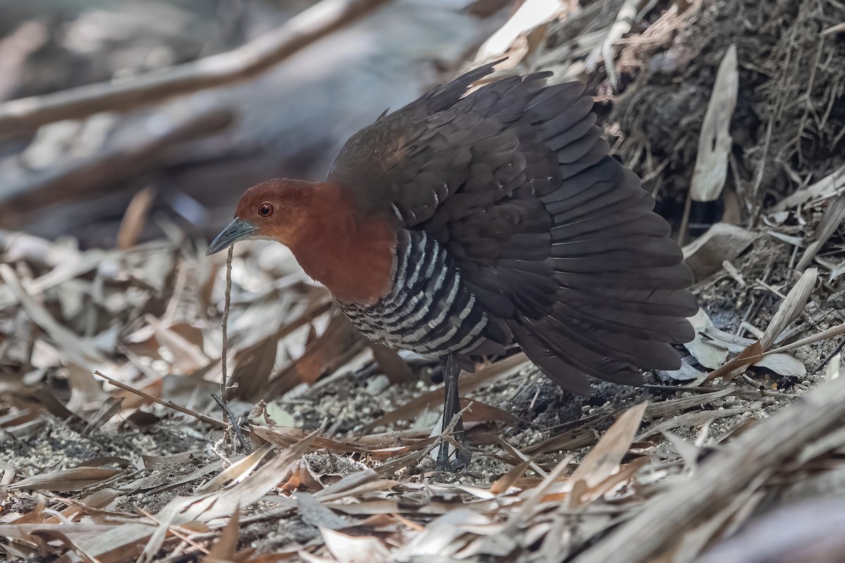 Slaty-legged Crake - ML342498001