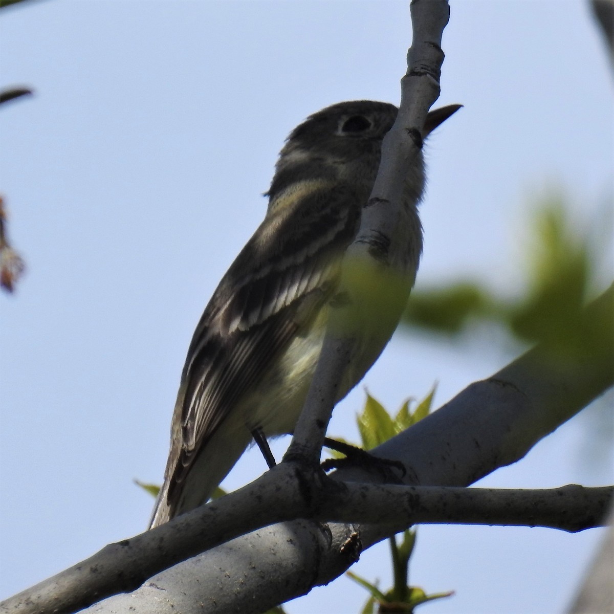 Dusky Flycatcher - ML342499011