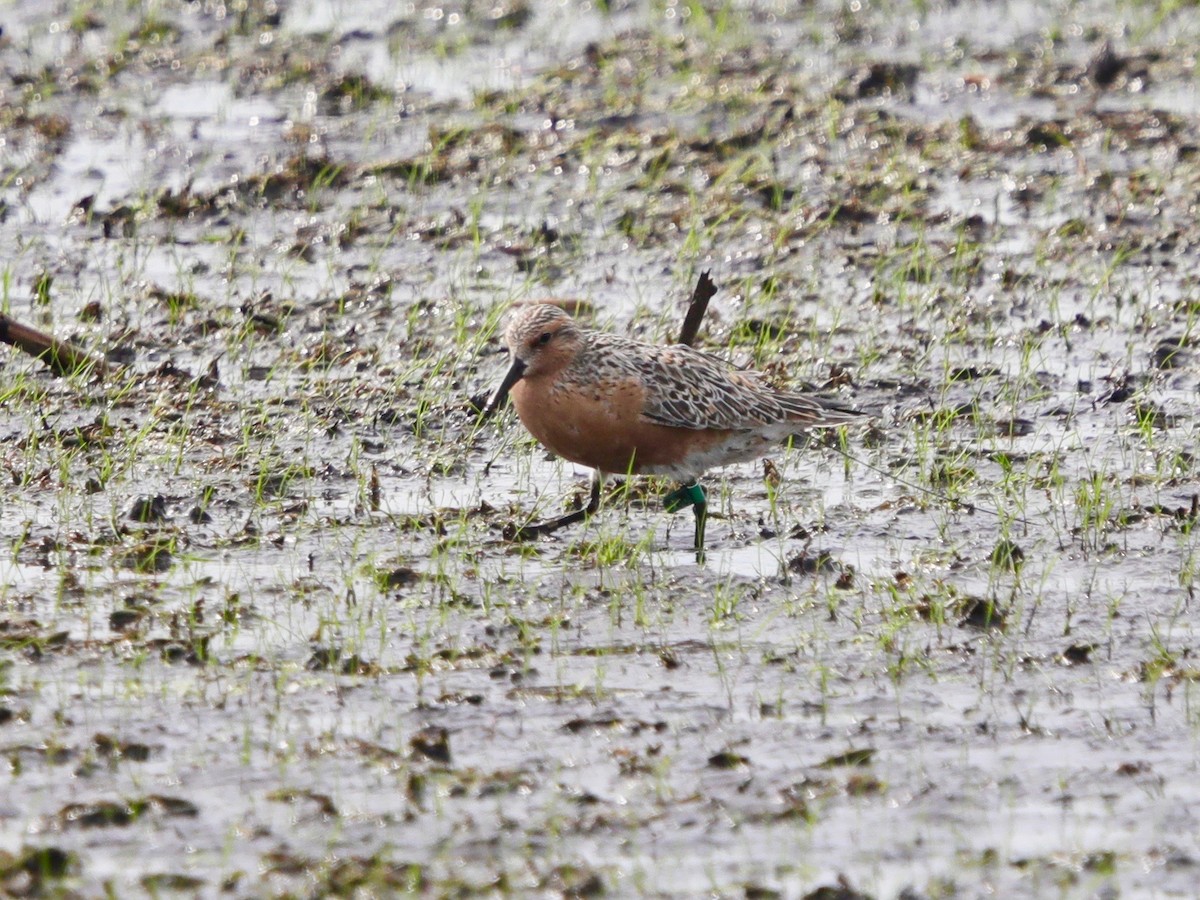 Red Knot - ML342499041