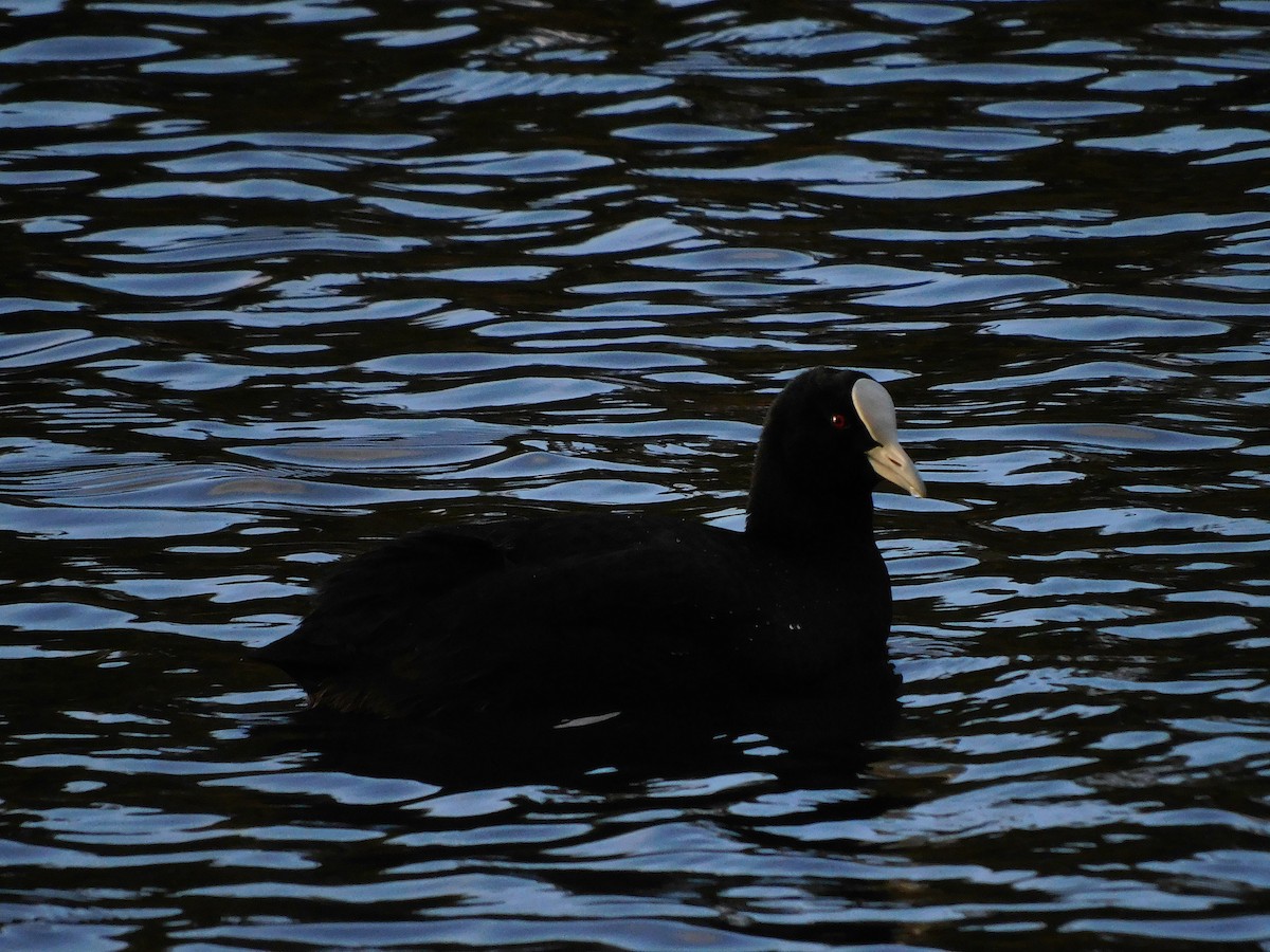 Eurasian Coot - ML342500721