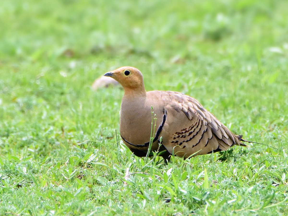 Chestnut-bellied Sandgrouse - ML342501181