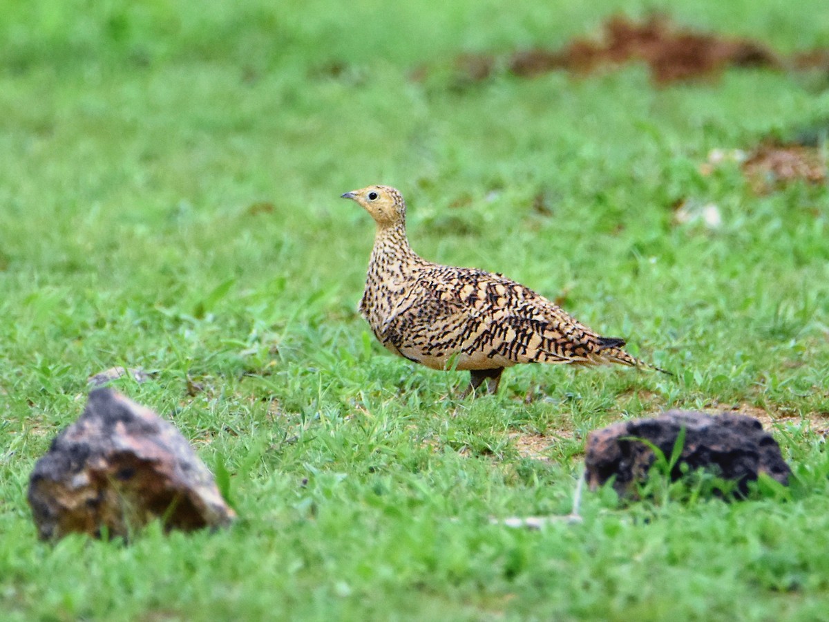 Chestnut-bellied Sandgrouse - ML342501201