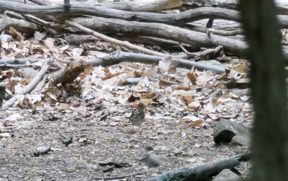 Wood Thrush - ML342501771