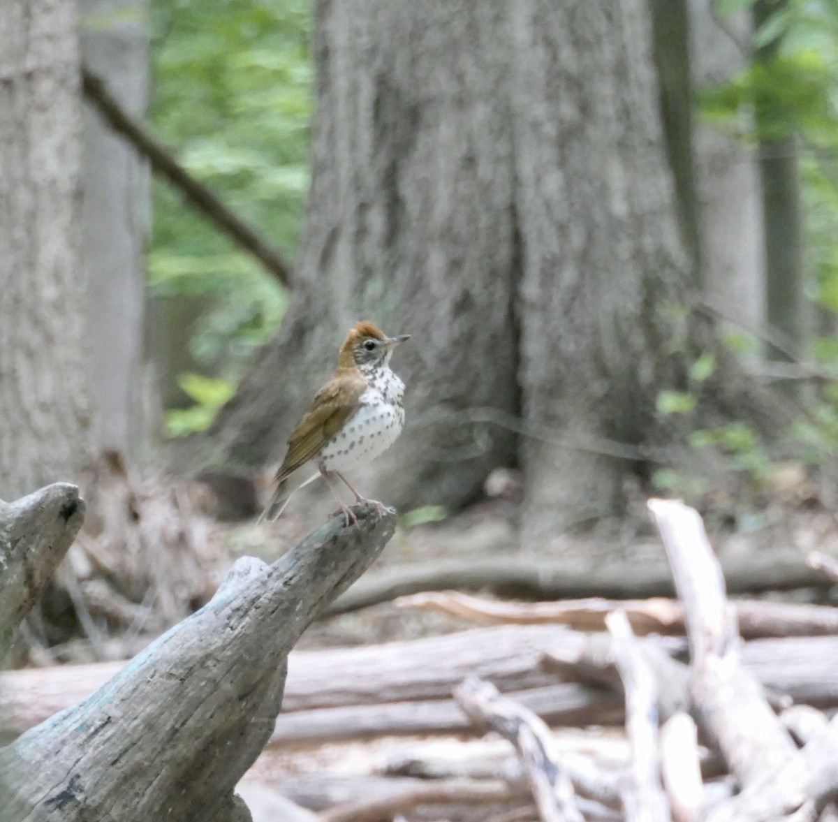 Wood Thrush - ML342501781