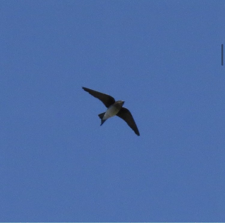 Gray-breasted Martin - Dillon Stephens