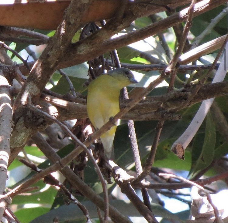 West Mexican Euphonia - Dillon Stephens
