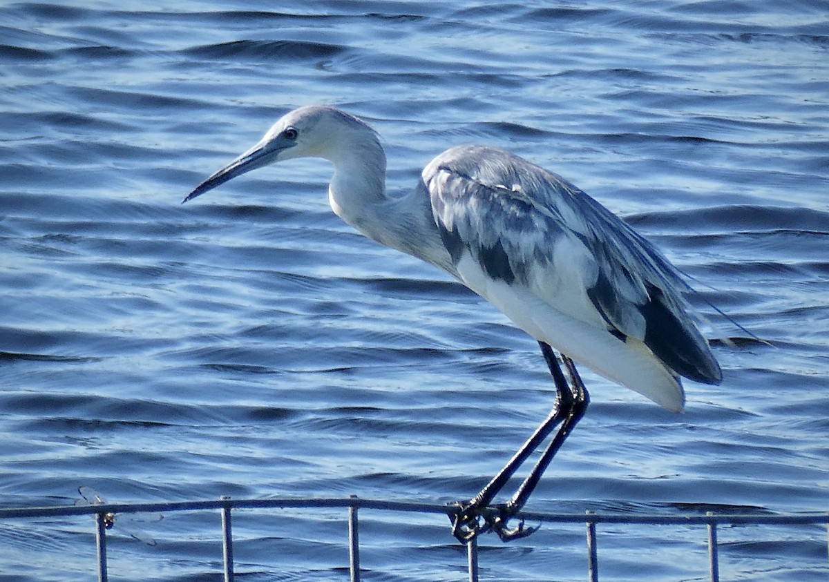 Little Blue Heron - ML342502401