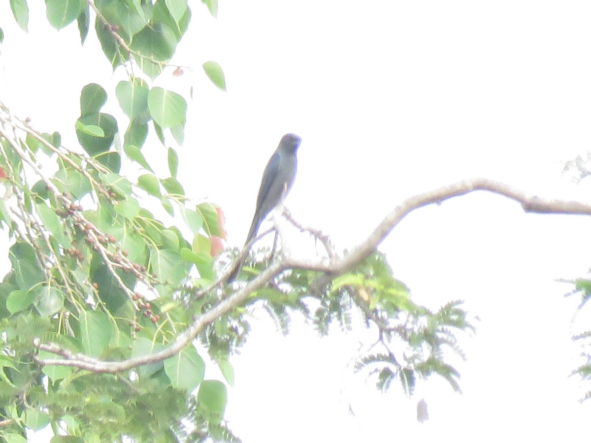 Ashy Drongo - ML342503281