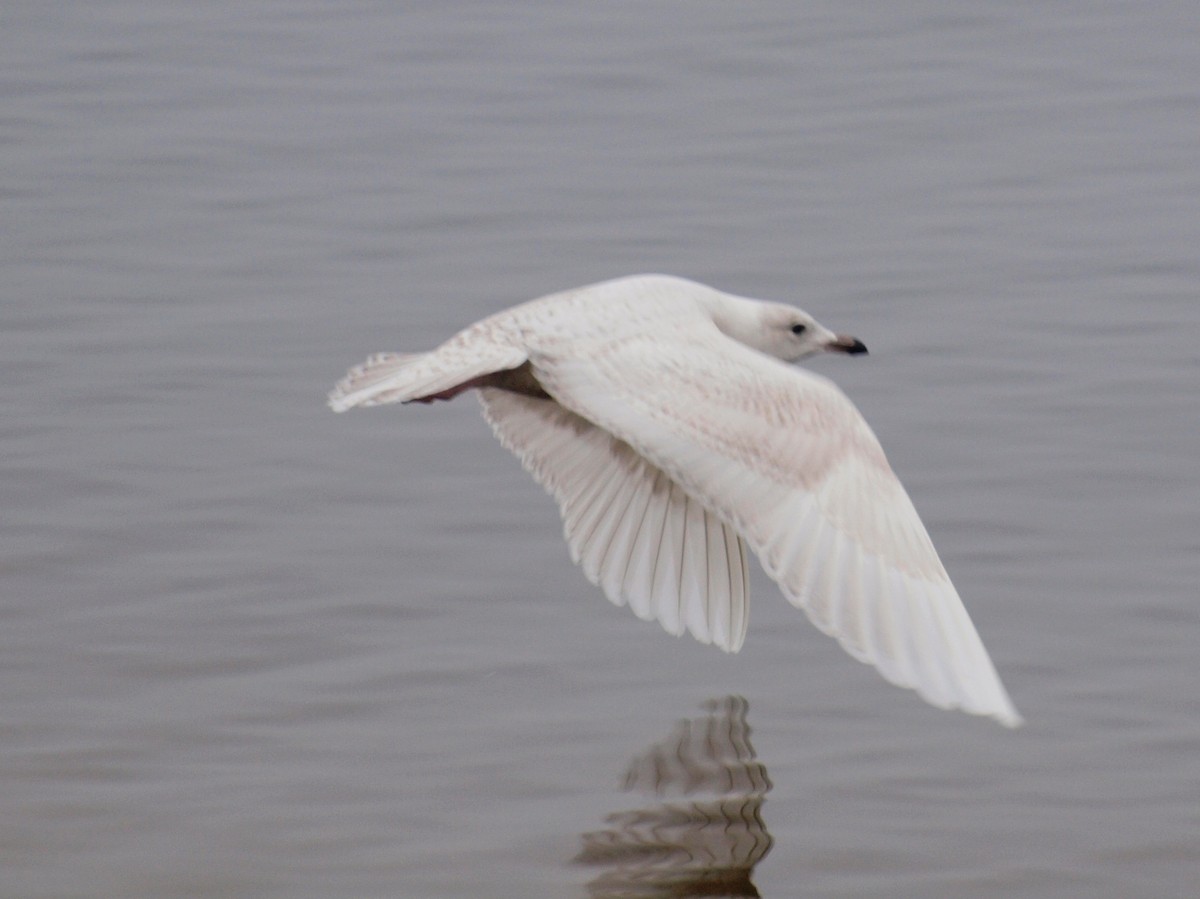 Iceland Gull (kumlieni/glaucoides) - ML342503821