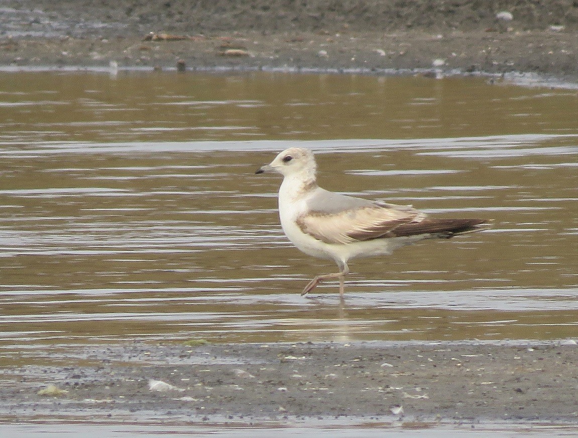 Common Gull - Bram Piot