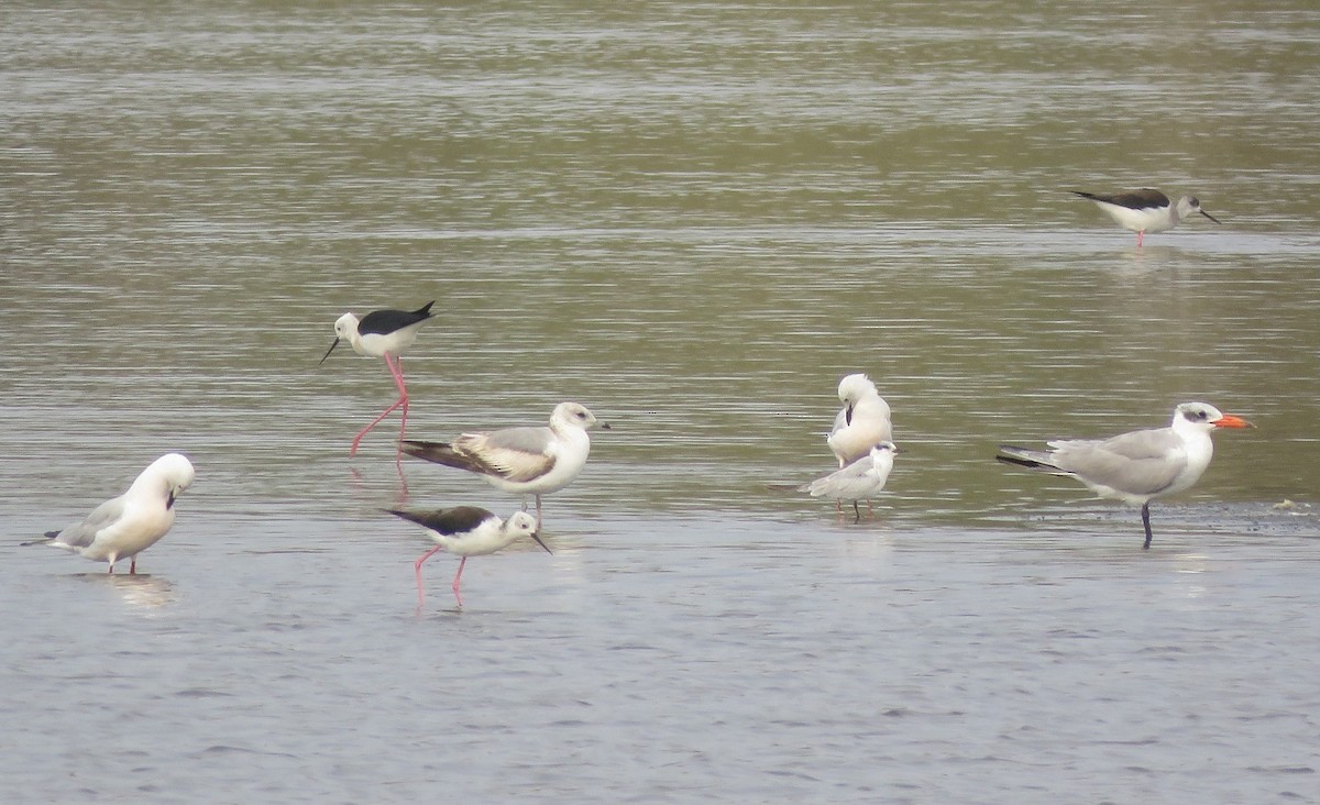 Common Gull - ML342503921