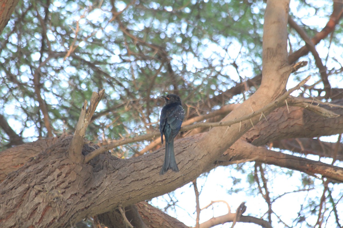 Fork-tailed/Square-tailed Drongo-Cuckoo - ML342504831