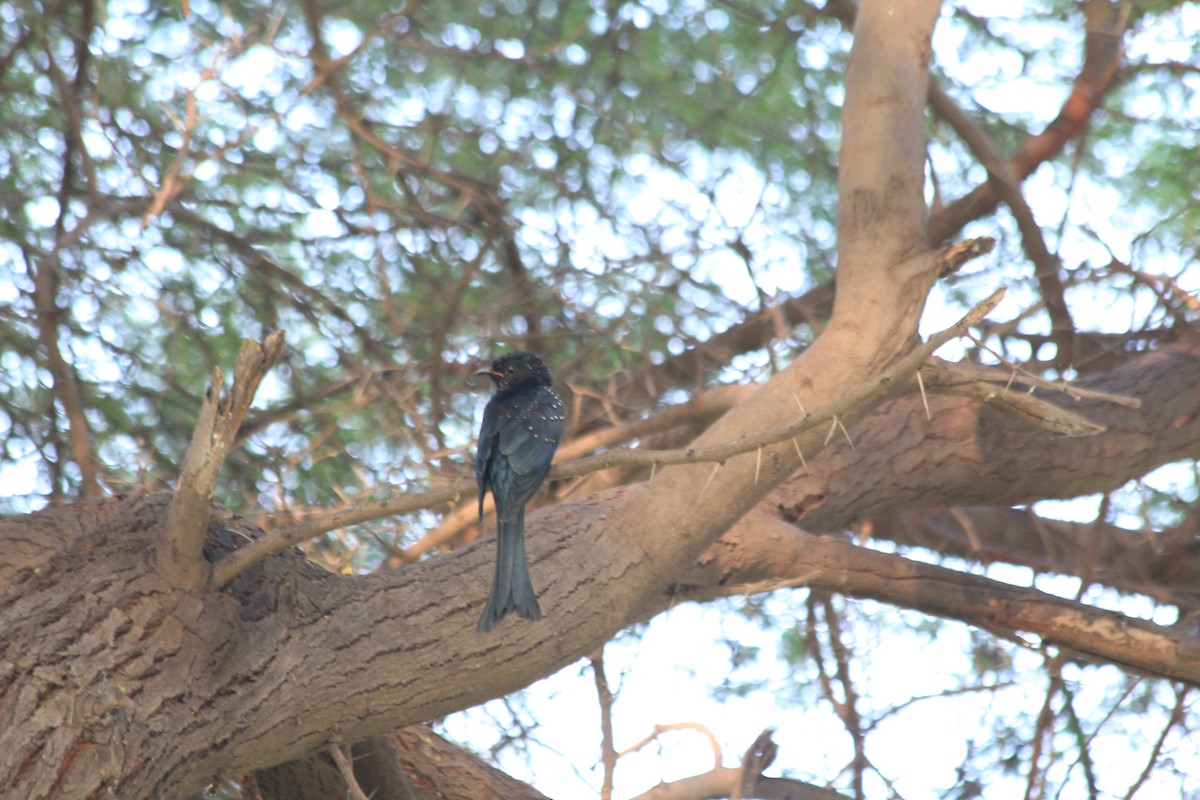 Fork-tailed/Square-tailed Drongo-Cuckoo - ML342505171
