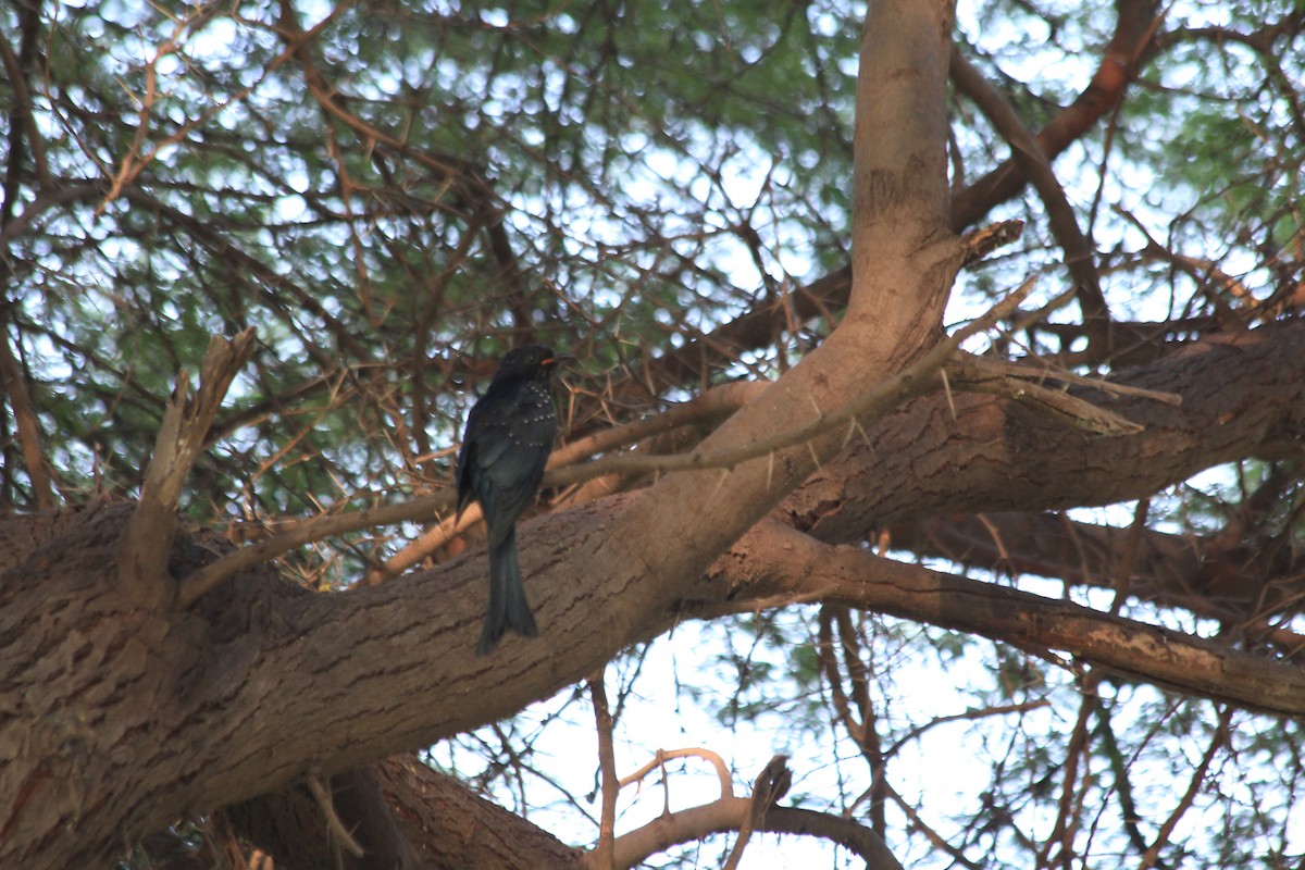 Fork-tailed/Square-tailed Drongo-Cuckoo - ML342505261