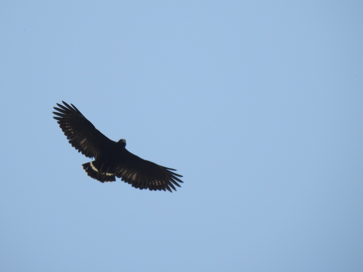 Common Black Hawk - ML342506321