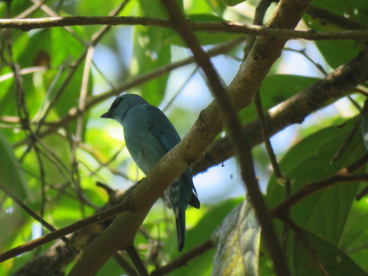 Verditer Flycatcher - ML342506761