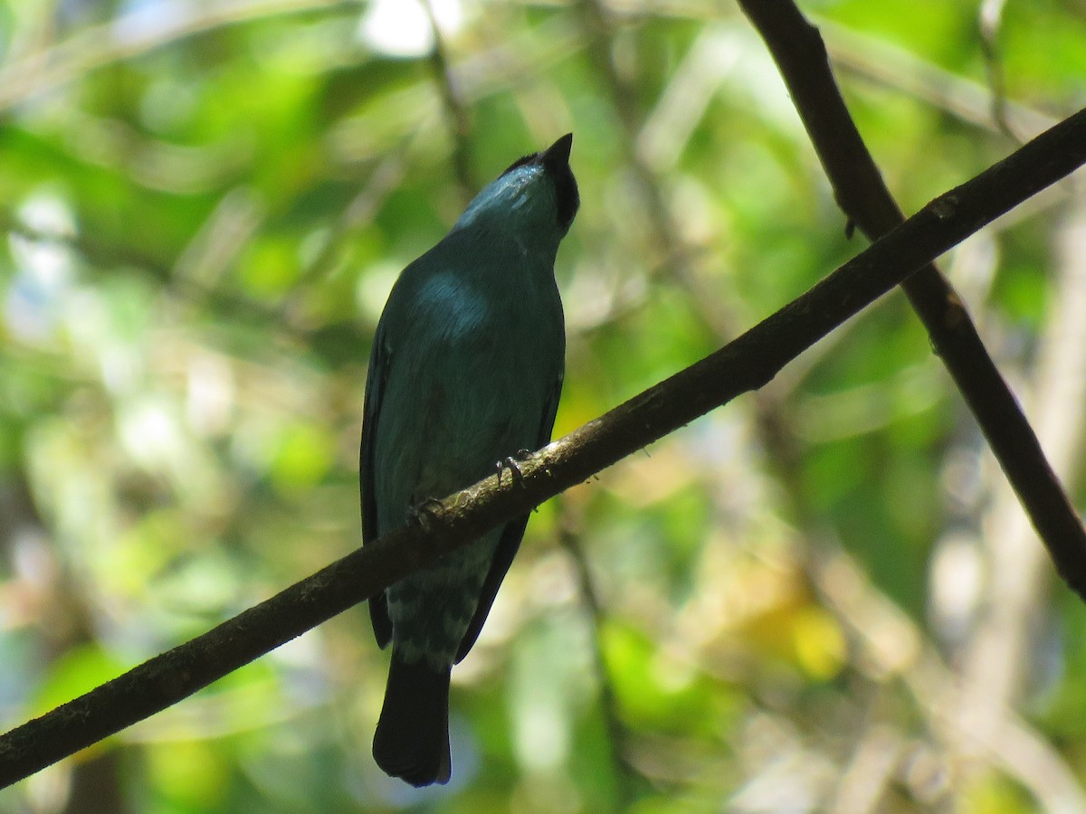 Verditer Flycatcher - ML342506771