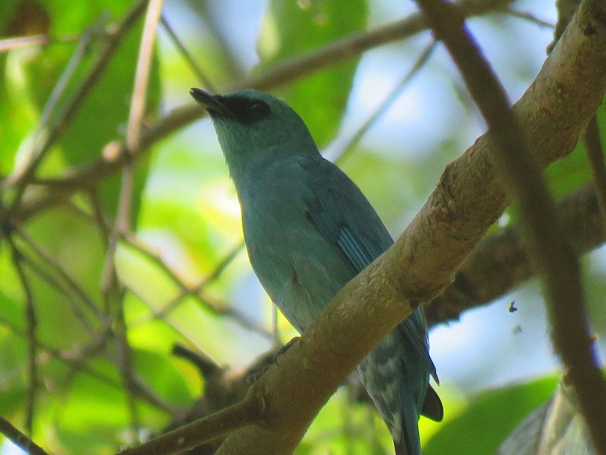 Verditer Flycatcher - ML342506821