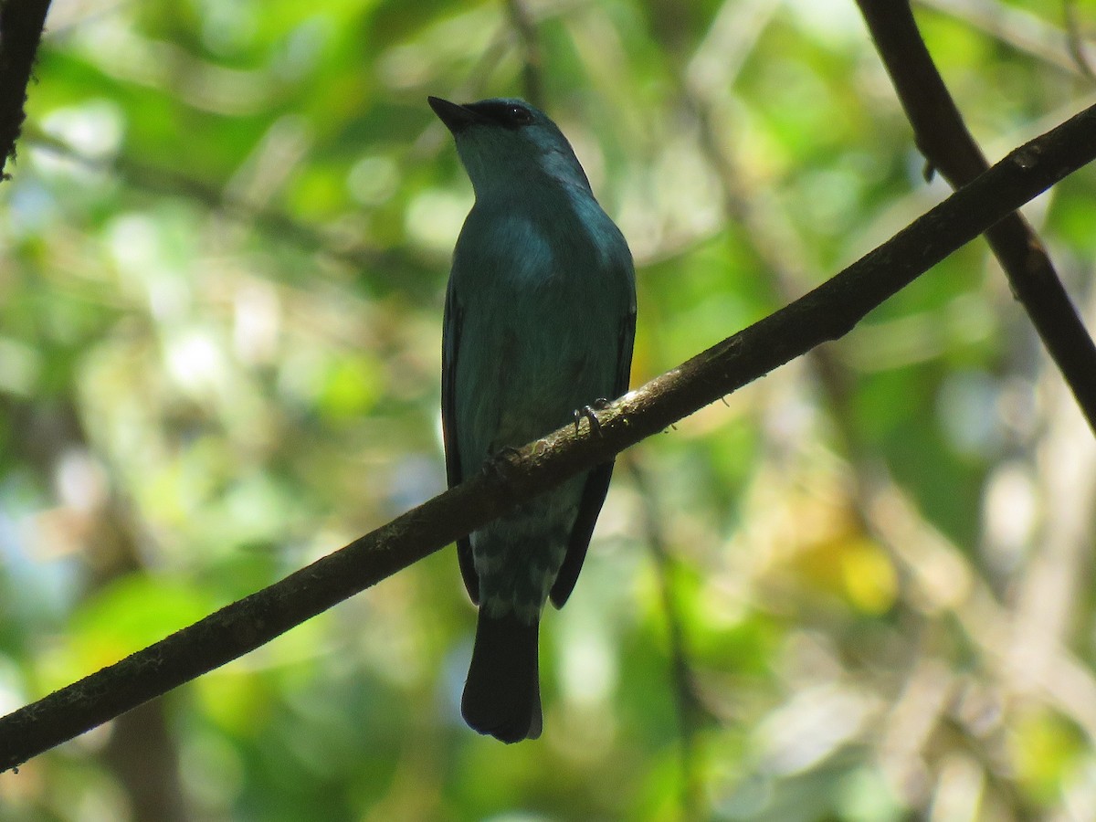 Verditer Flycatcher - ML342506841