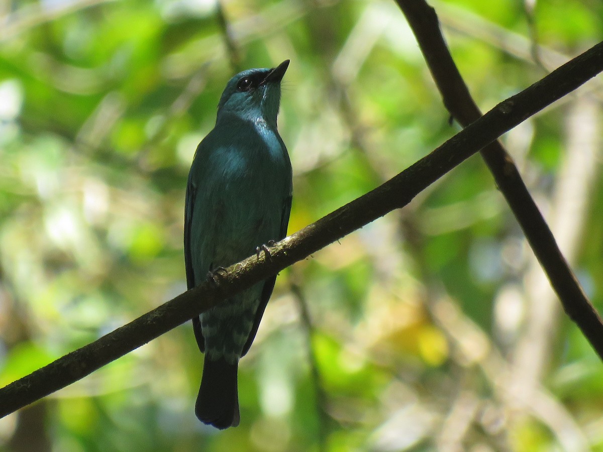 Verditer Flycatcher - ML342506861