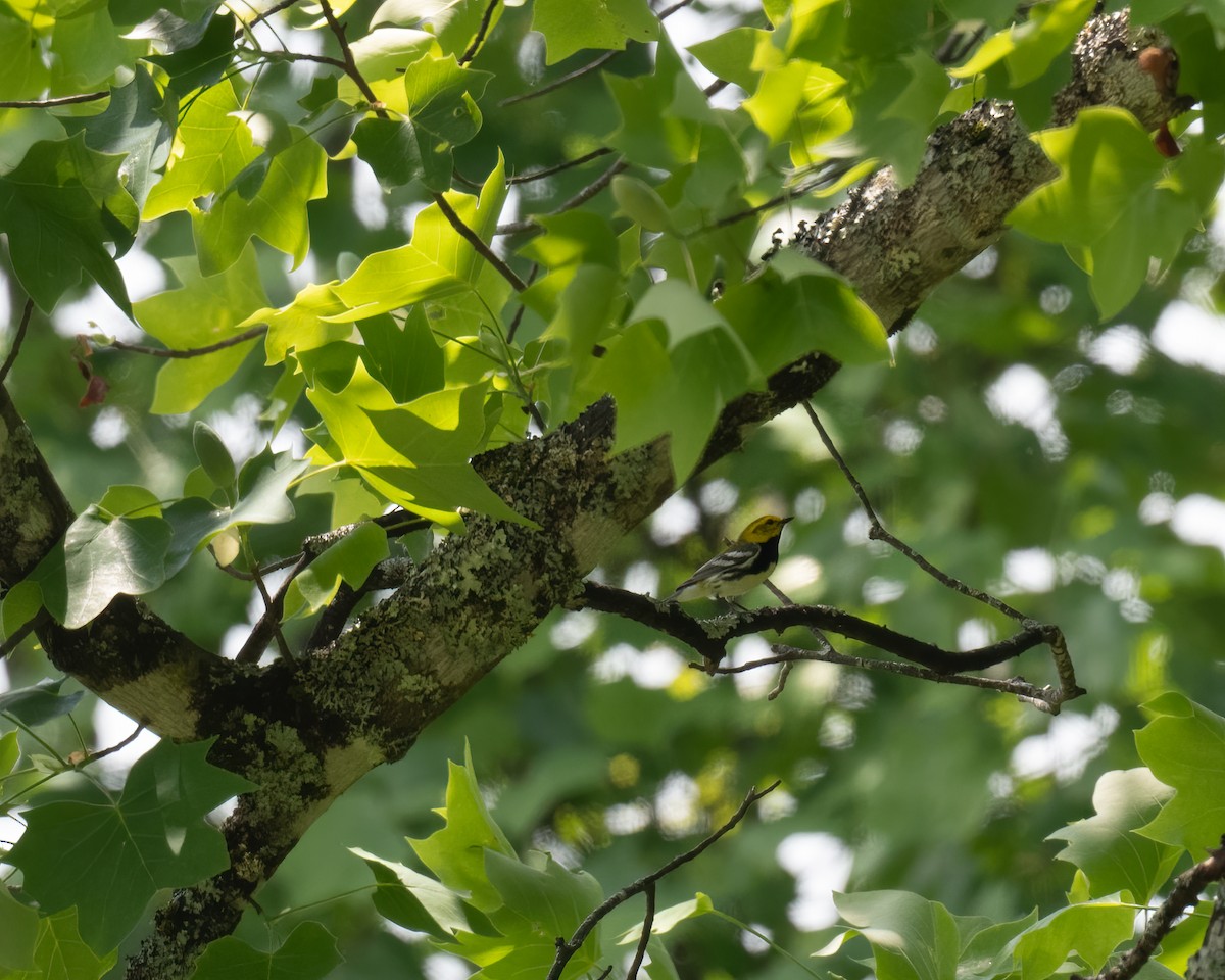 Black-throated Green Warbler - ML342507191