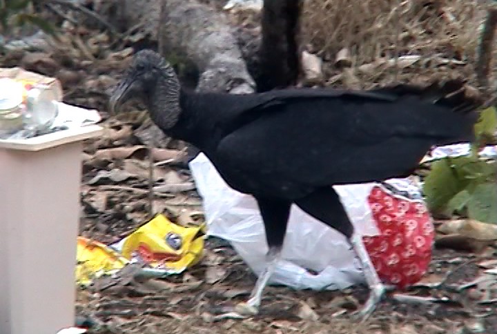 Black Vulture - ML342509391