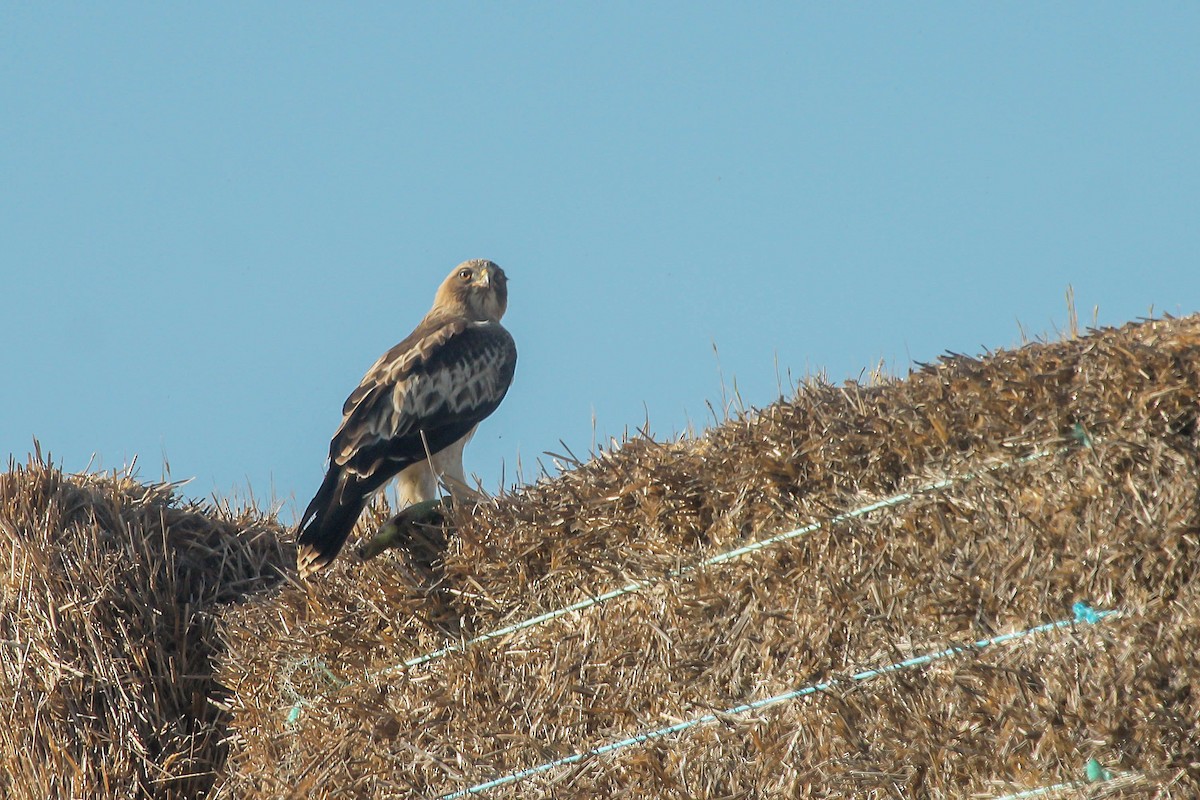 Booted Eagle - ML342509431