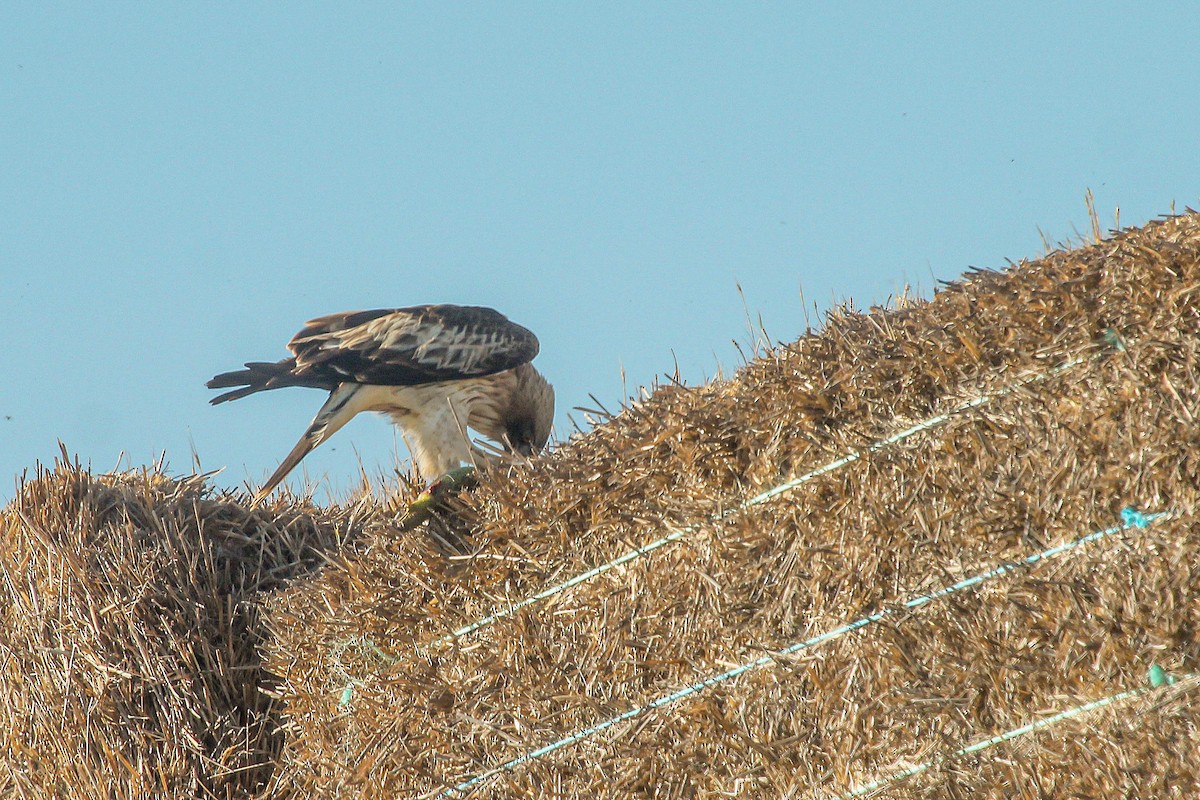 Booted Eagle - César Diez González