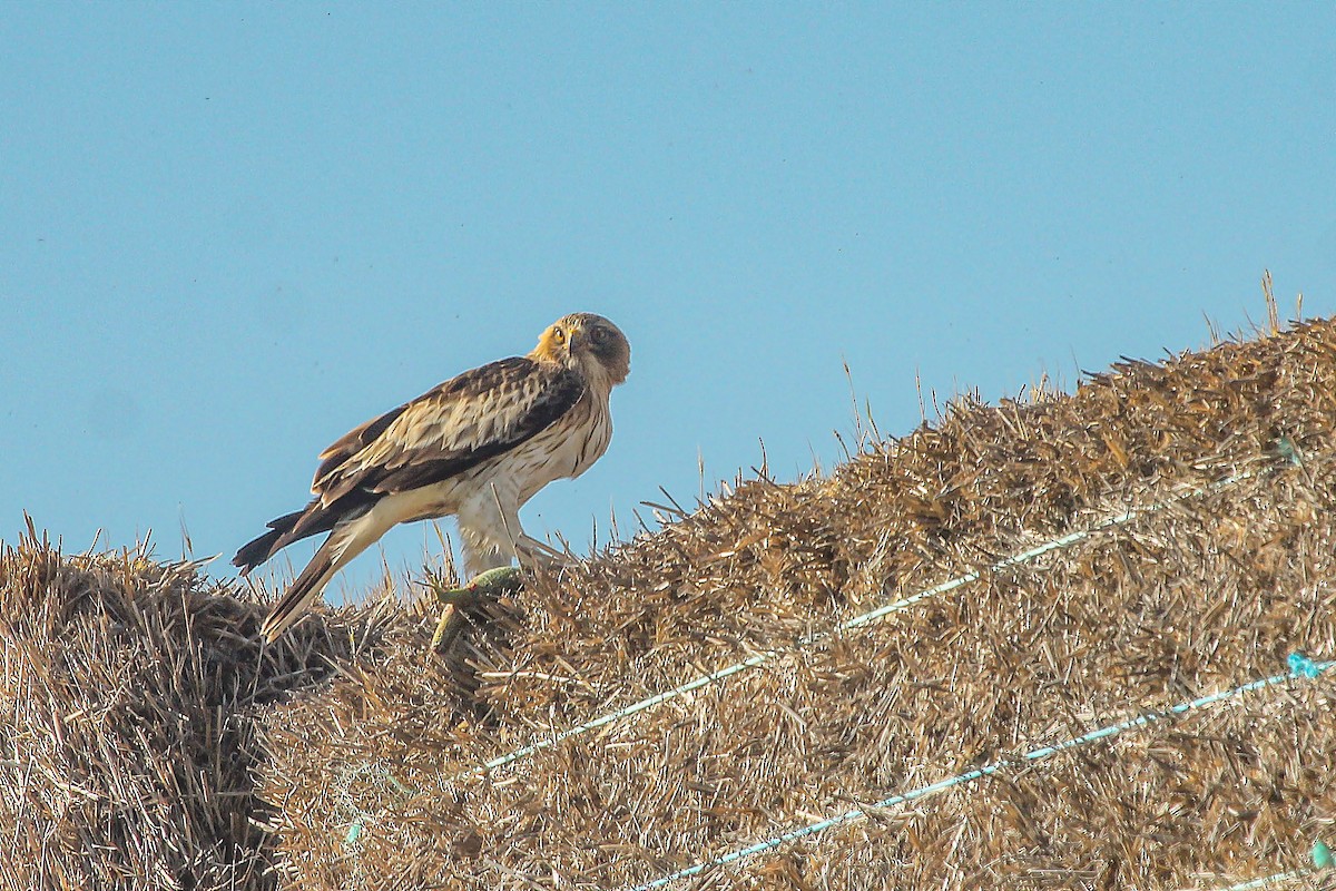 Booted Eagle - ML342509471