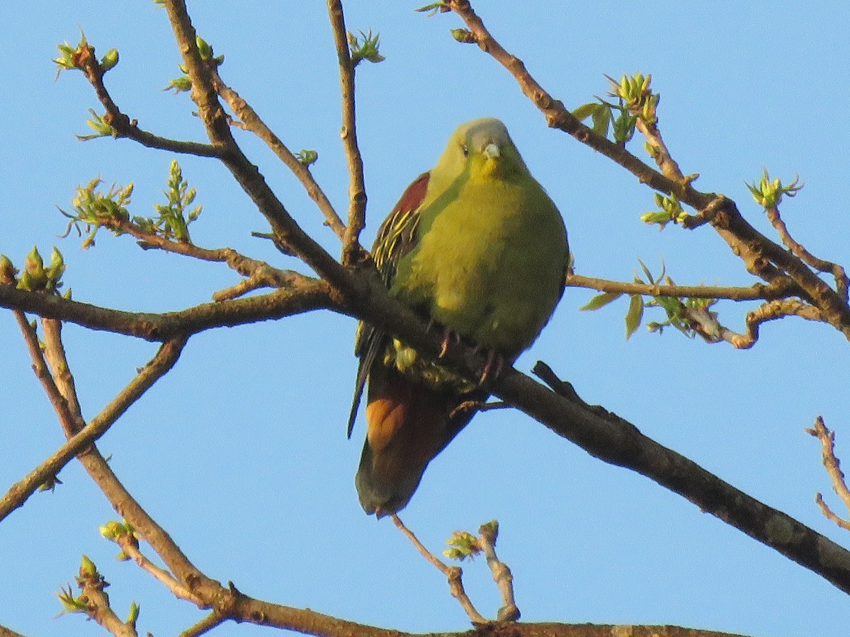 Серолобый зелёный голубь - ML342511301