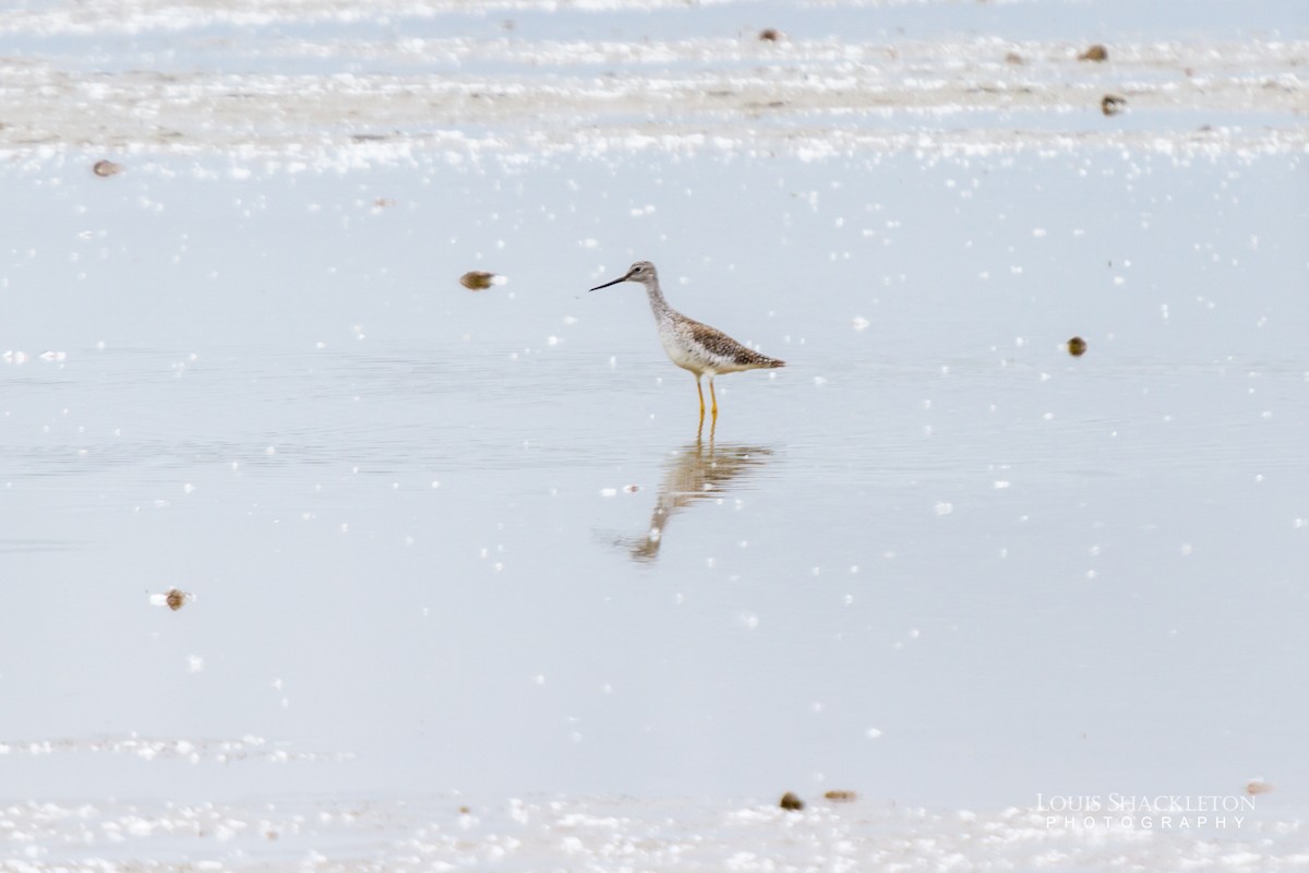 Greater Yellowlegs - ML342511611