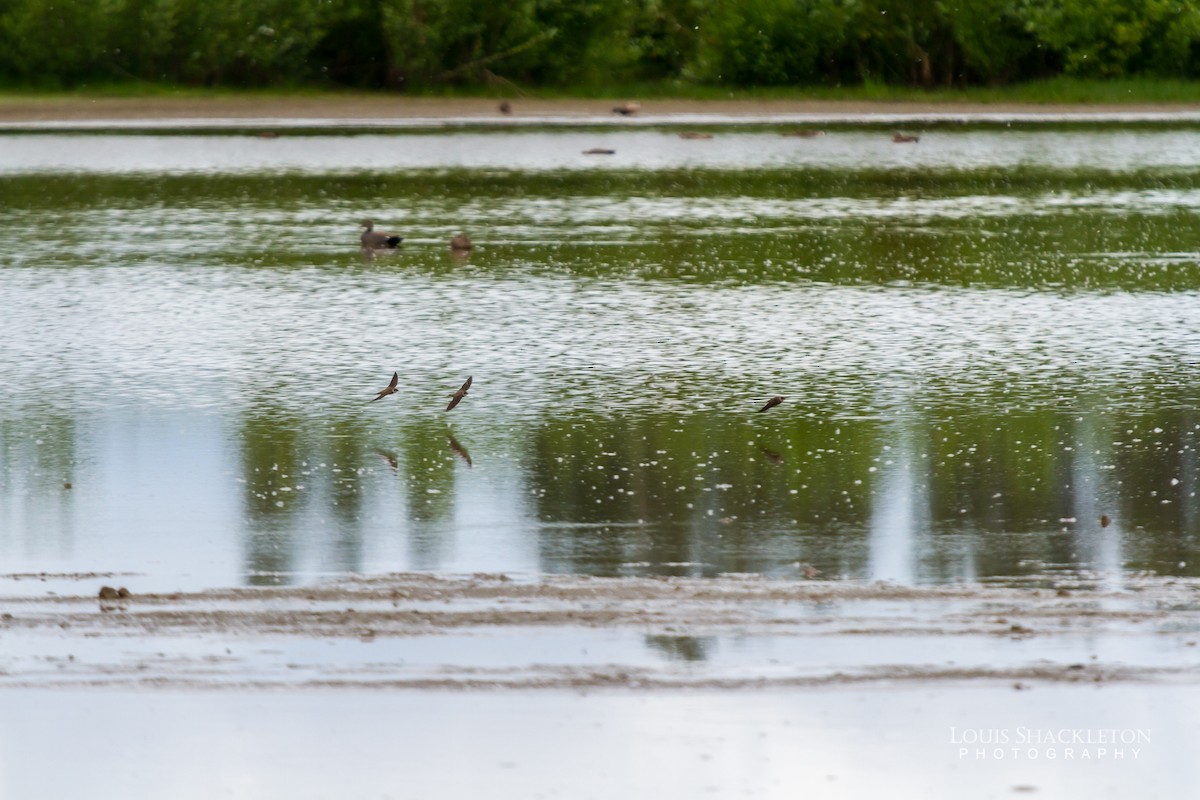 Bank Swallow - ML342511641