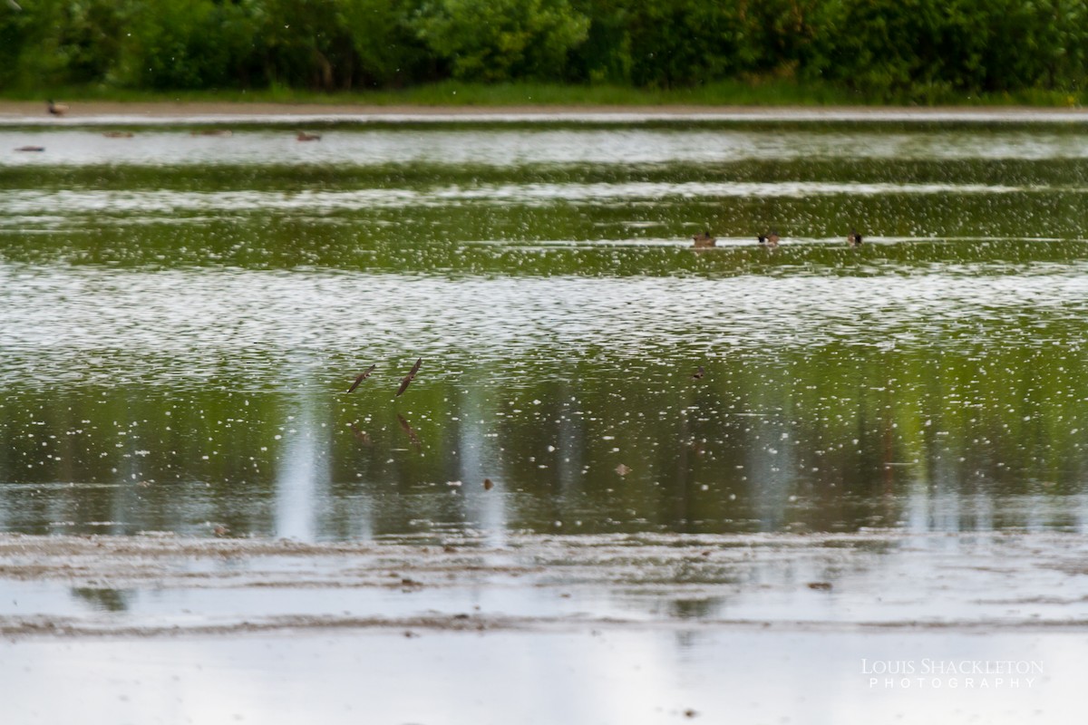 Bank Swallow - ML342511691