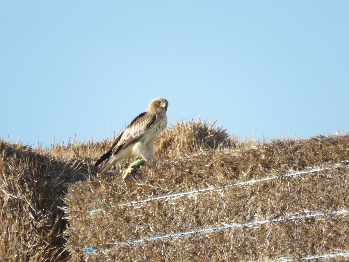 Booted Eagle - ML342512621