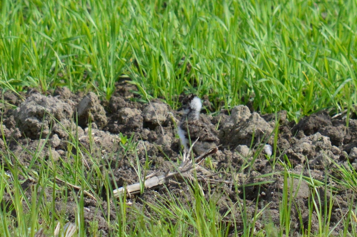 Northern Lapwing - ML342513541
