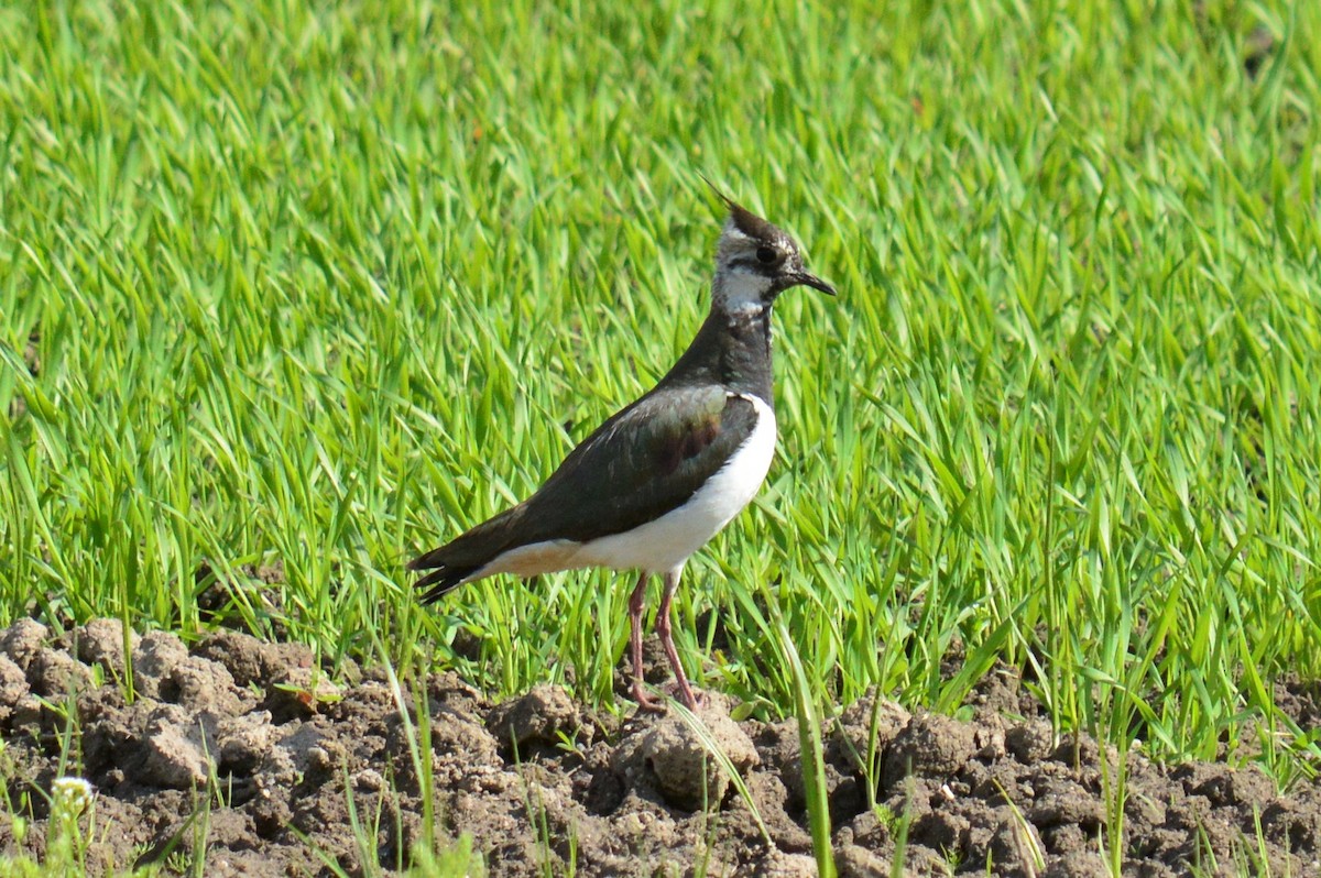 Northern Lapwing - ML342513561