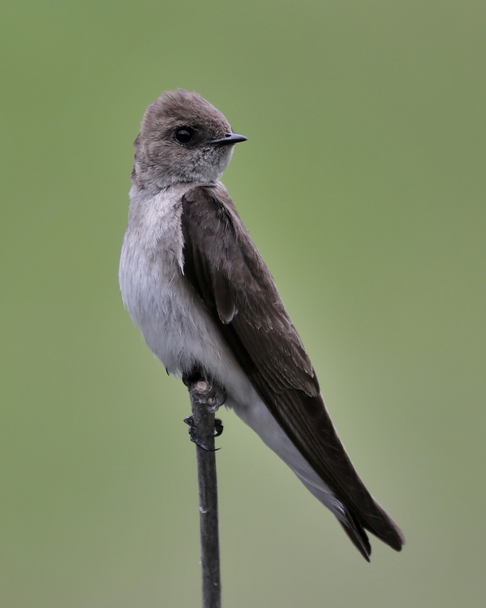Northern Rough-winged Swallow - ML342516081