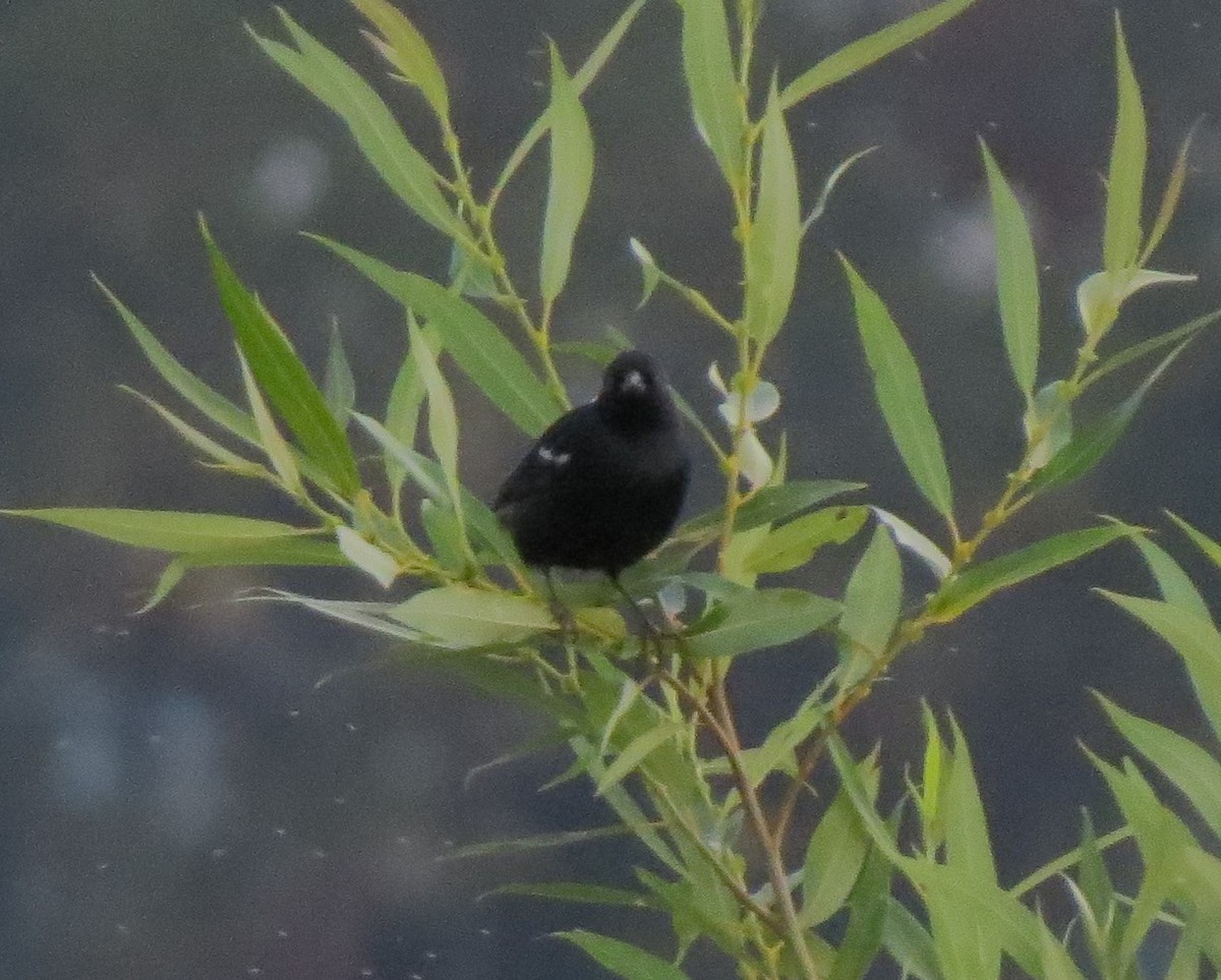 Tricolored Blackbird - ML34251651