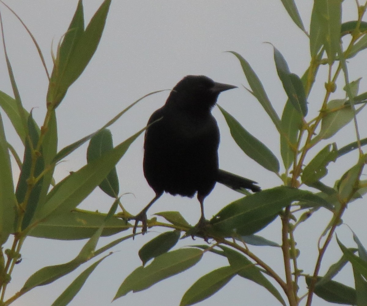 Tricolored Blackbird - ML34251671