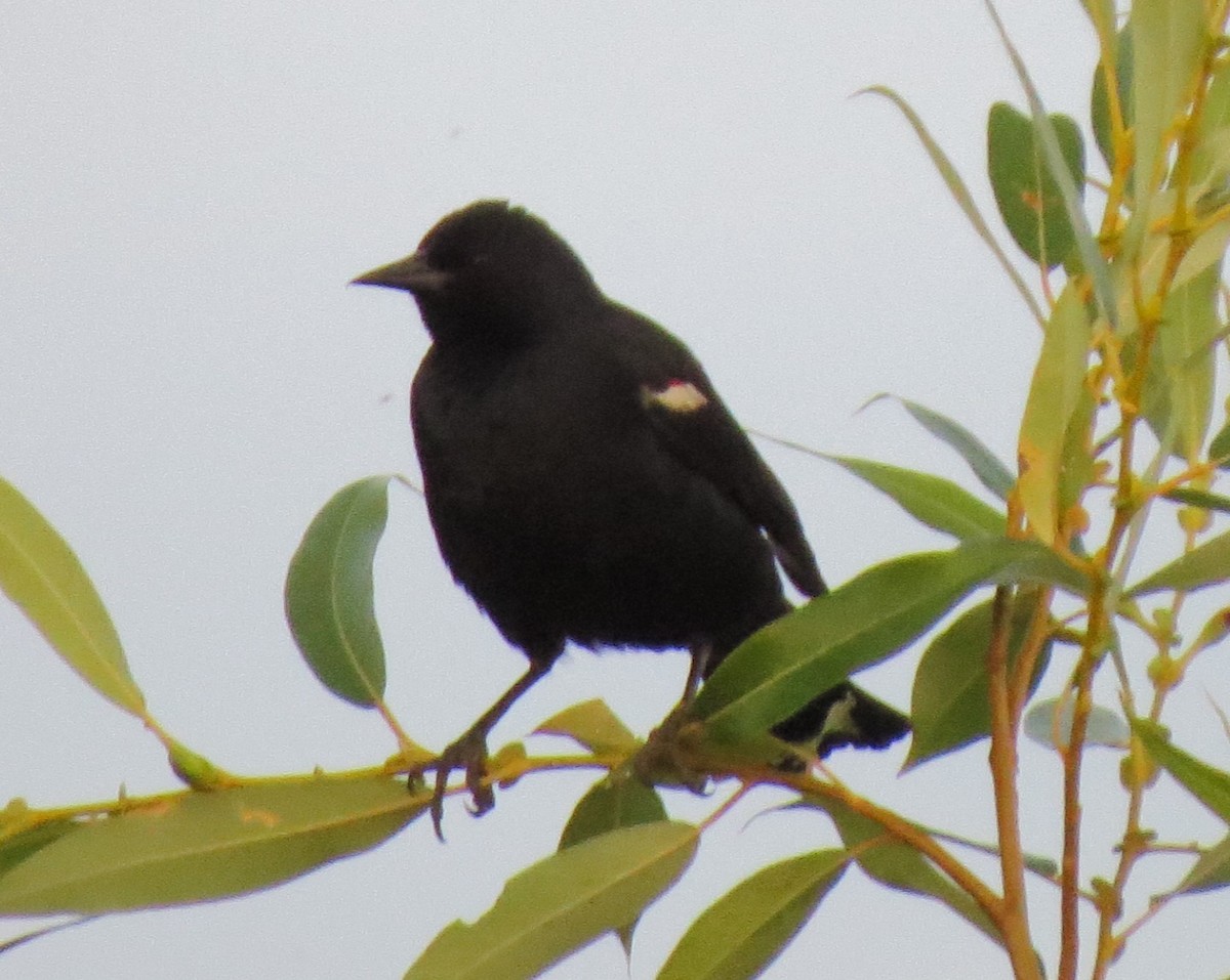 Tricolored Blackbird - ML34251681