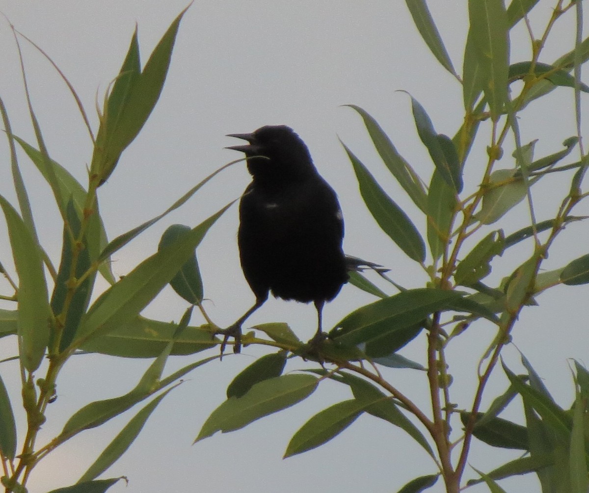 Tricolored Blackbird - ML34251691