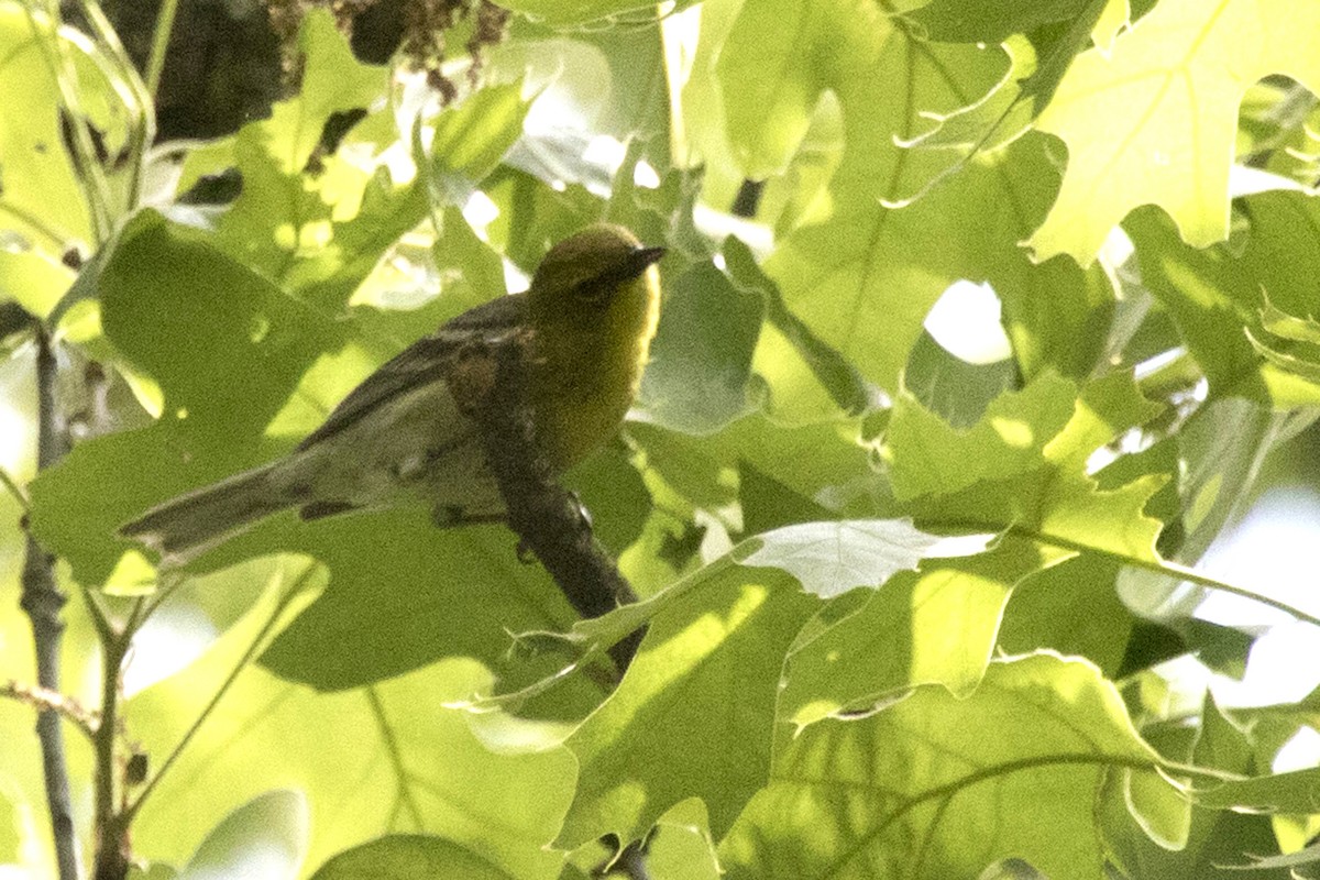 Yellow-throated Vireo - ML342518841