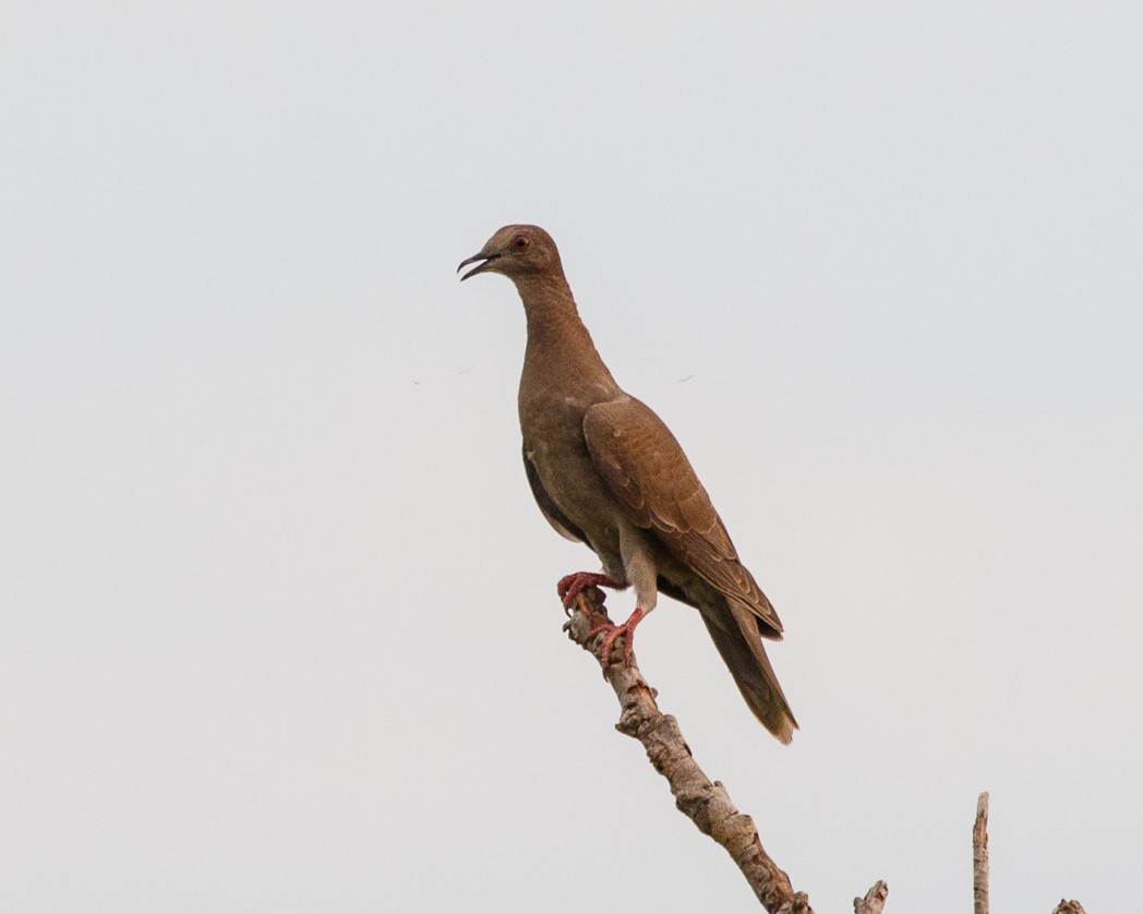 Pale-vented Pigeon - ML342519421