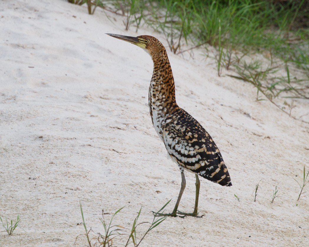 Rufescent Tiger-Heron - ML342519631