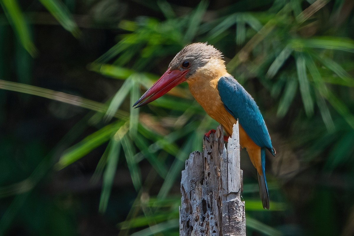 Stork-billed Kingfisher - Ngoc Sam Thuong Dang