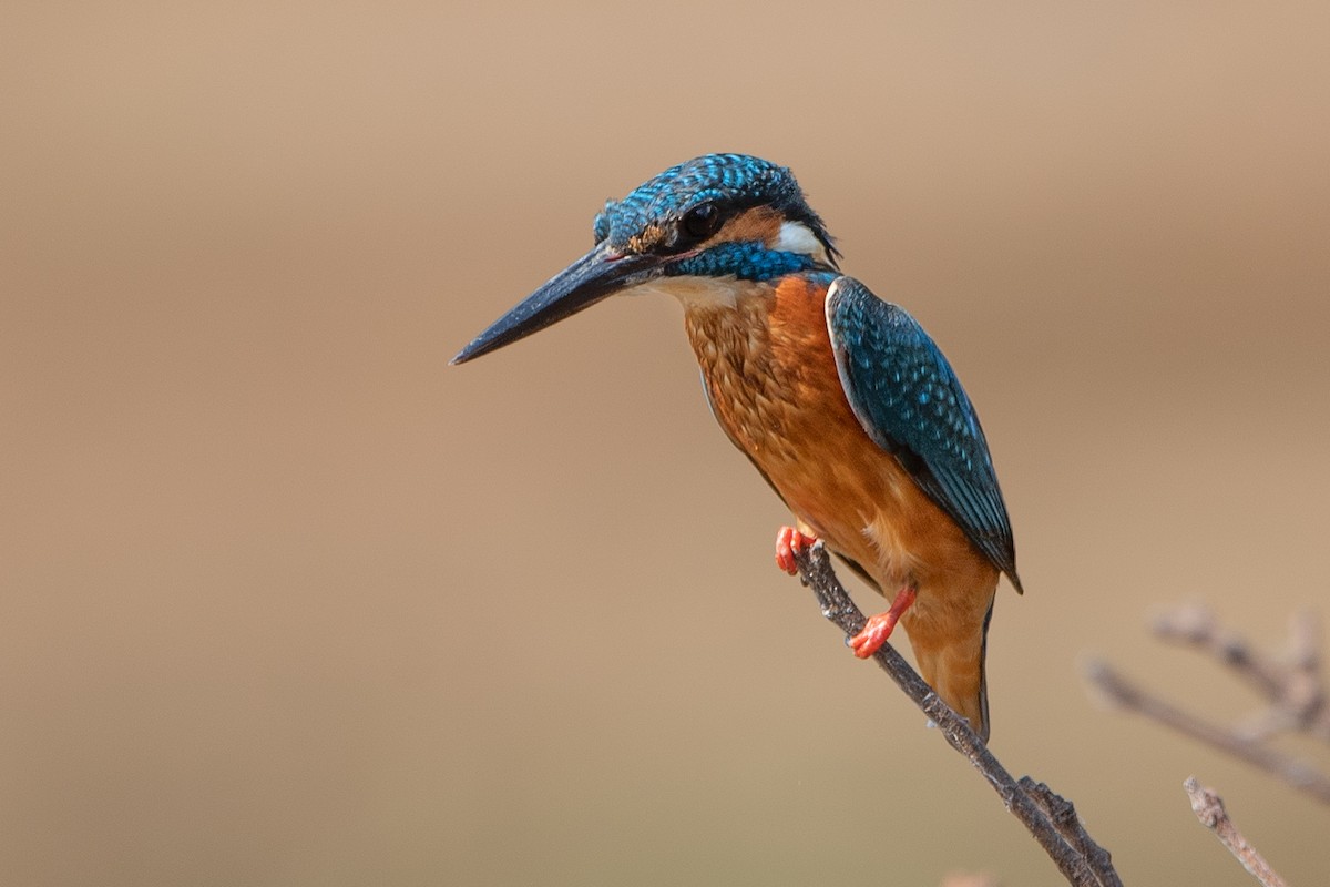 Common Kingfisher - ML342521451