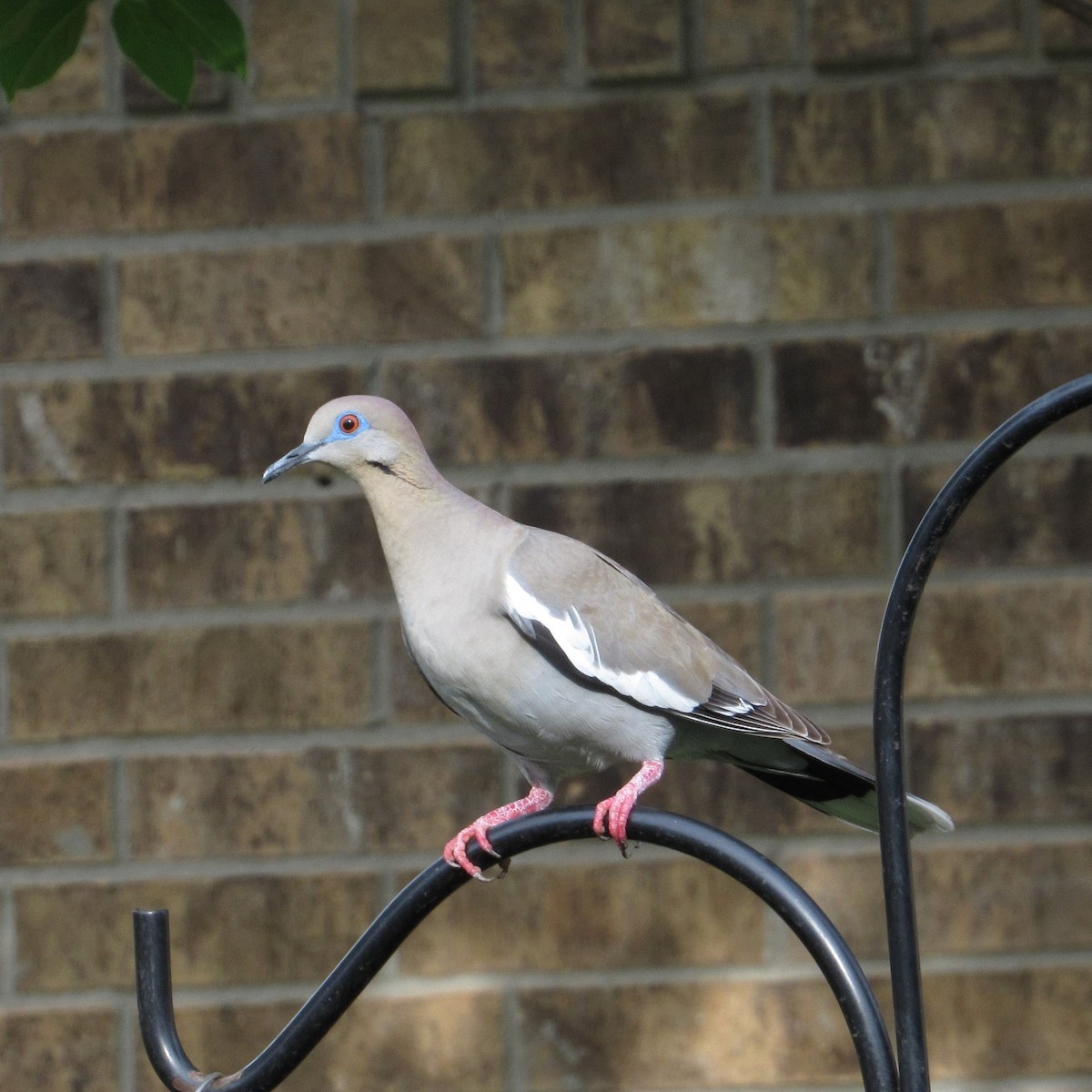 White-winged Dove - ML342523131
